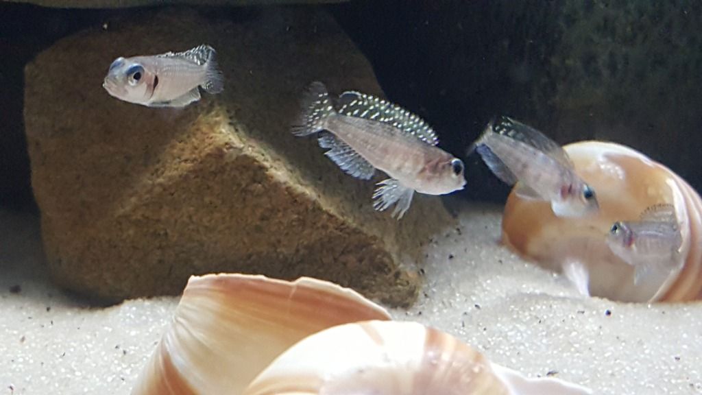 50g lamprologus meleagris/Stappersi tank Cichlid Fish Forum