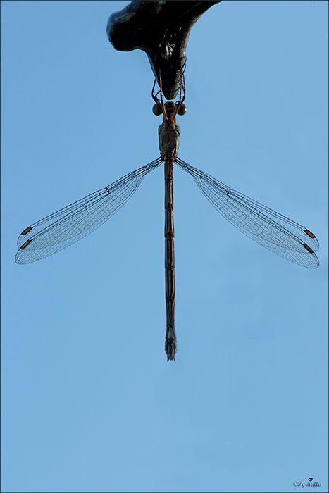 Fotografie
