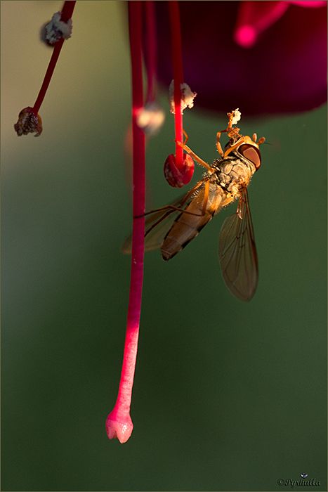 Fotografie
