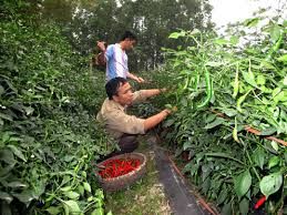 Mang bằng tiến sĩ về Việt Nam trồng ớt Mỹ Nhân Vương
