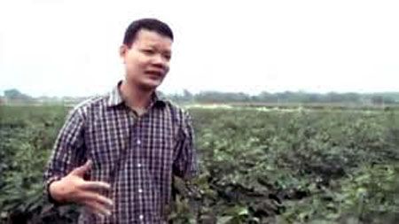 Mang bằng tiến sĩ về Việt Nam trồng ớt Mỹ Nhân Vương