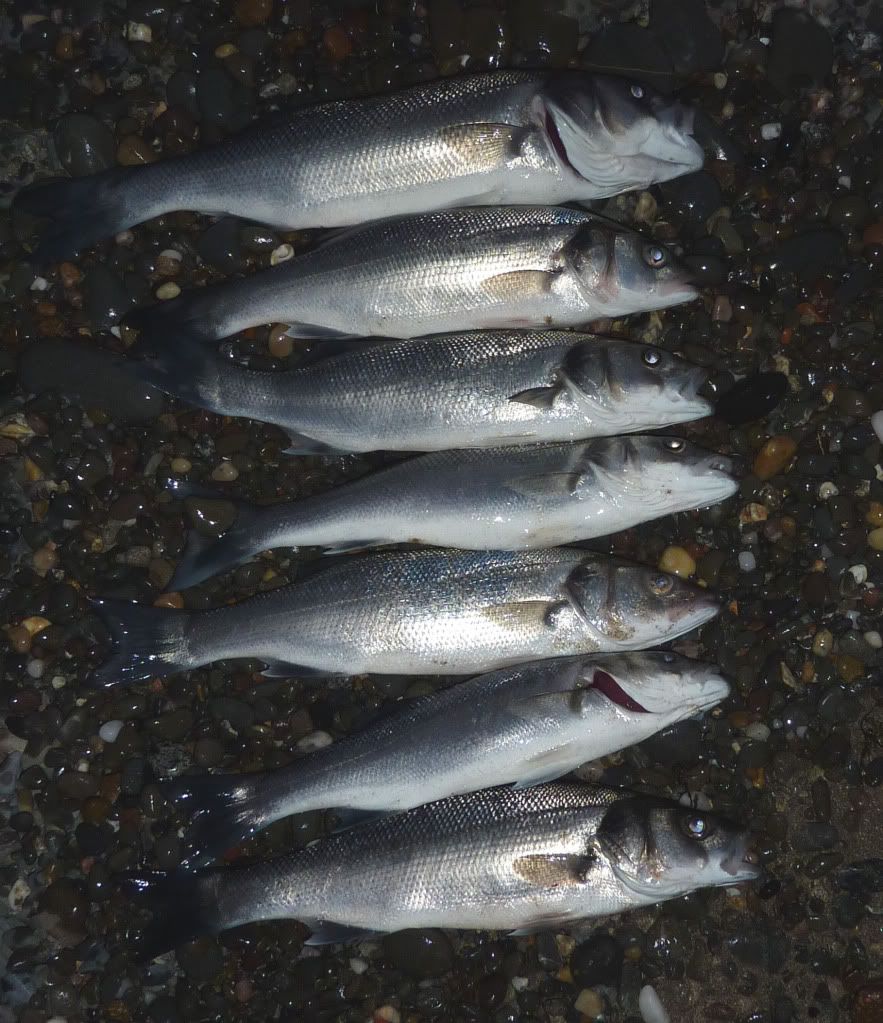 WhithornBass2012.jpg