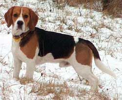  photo g_zps0d9673fe.jpg