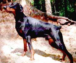  photo h_zps1d3ef1aa.jpg