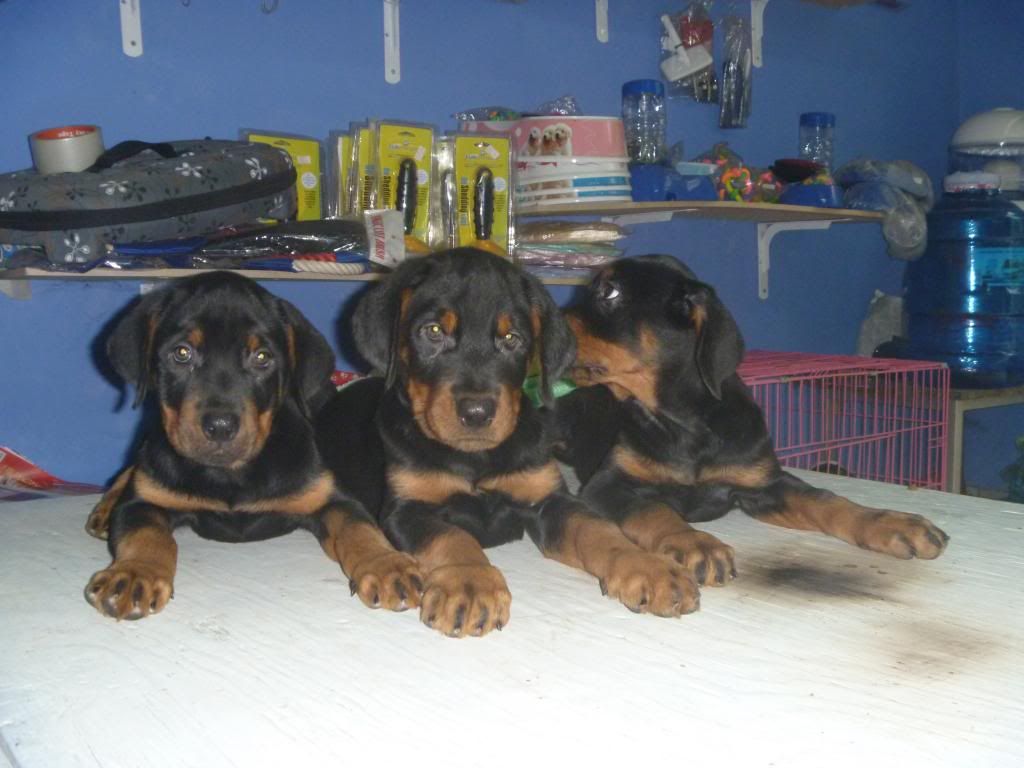 hcm-toàn quốc bán chó ROTTWEILER thuần chủng, chất lượng, có bảo hành, giá chỉ từ 4,5 - 7
