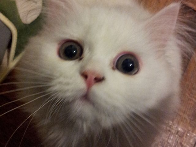 photo Lana2_zpsc5ade56c.jpg