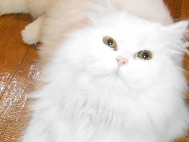 photo lana3_zps00b90e26.jpg