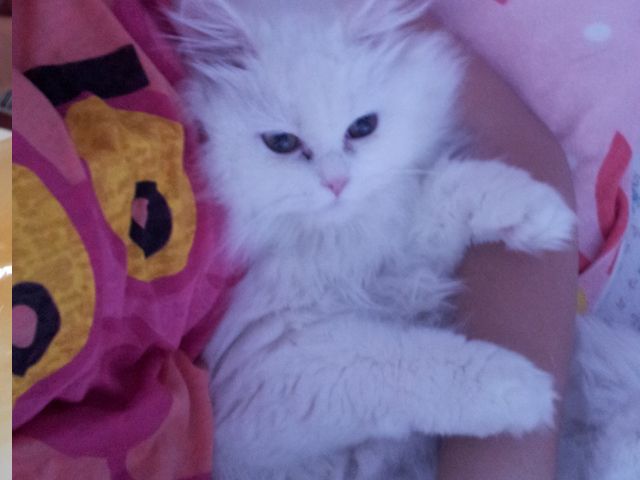 photo lana6_zpse8d14ce3.jpg