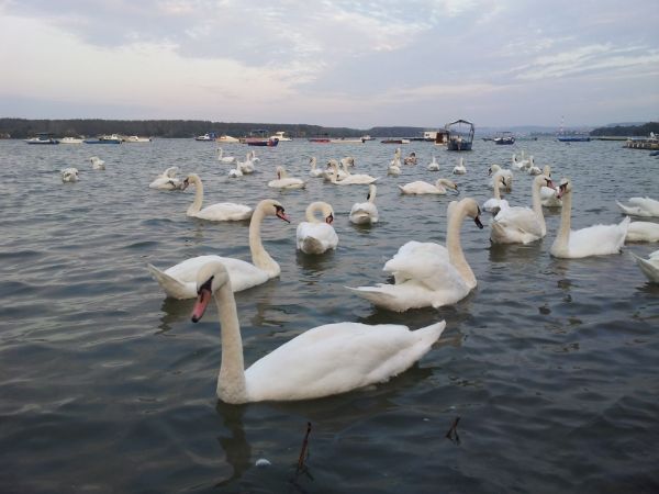 Slika
