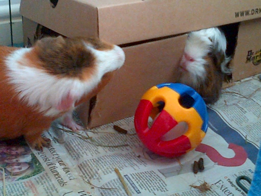 puffandbubsi.jpg