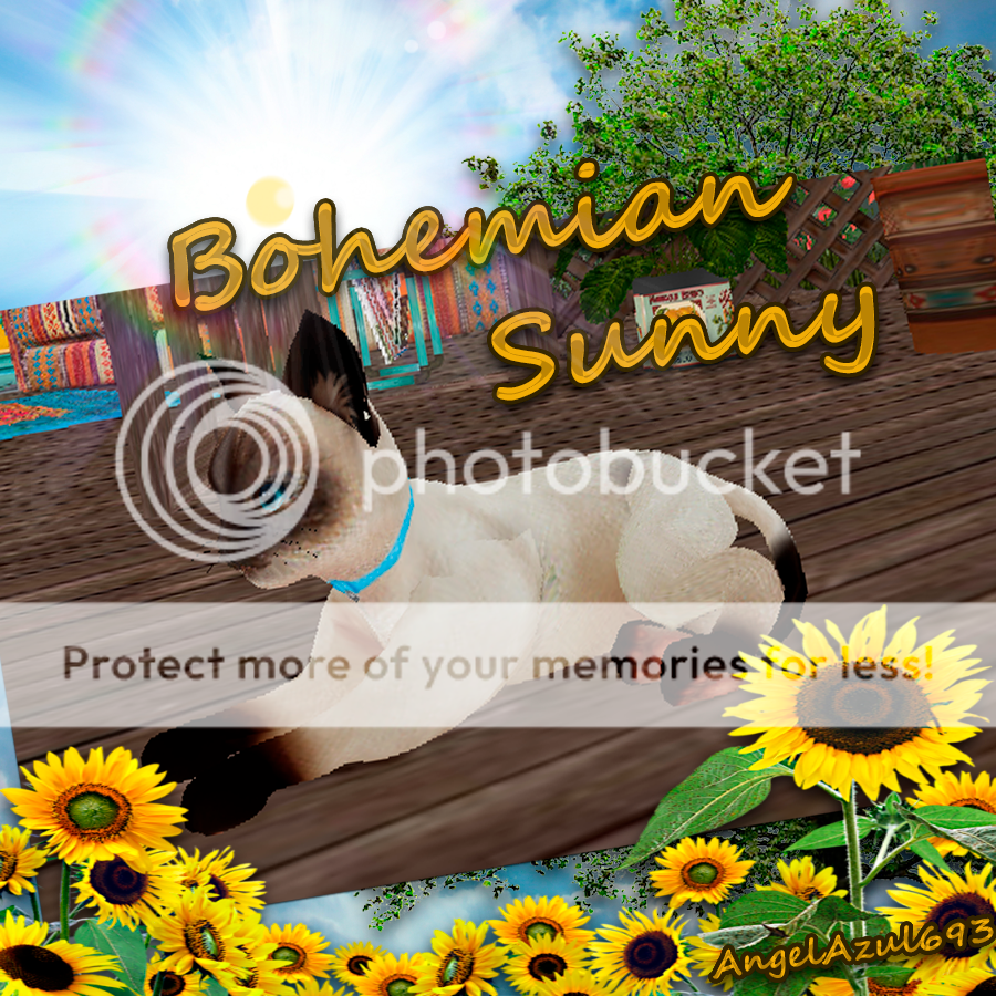  photo Promo  Bohemian Sunny Siamese Cat_zpsapxlehja.png