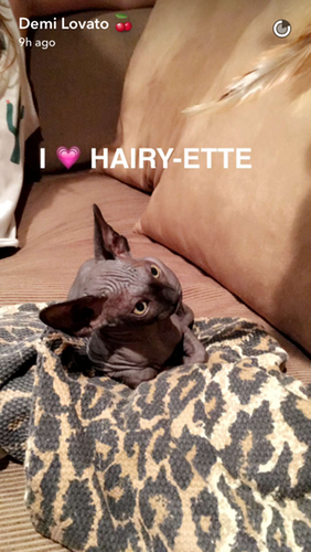photo demi-lovato-cat-2_zpscpotvoie.png