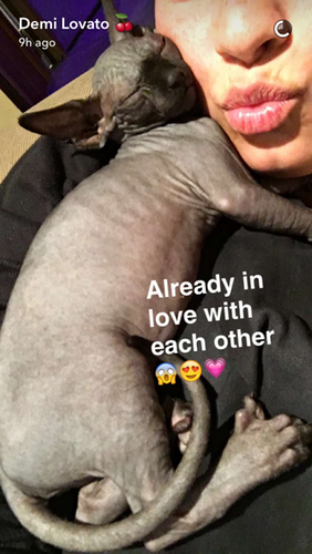 photo demi-lovato-cat-5_zpsa561ceco.png